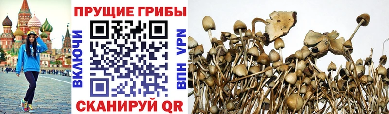 Галлюциногенные грибы MAGIC MUSHROOMS  купить  сайты  Тамбов 